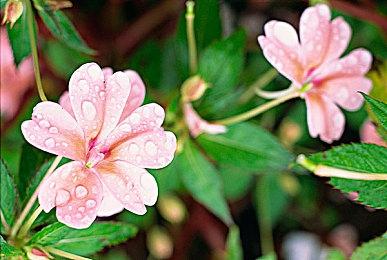 玩家推测《勇者斗恶龙12》被砍 SE并未明确回应